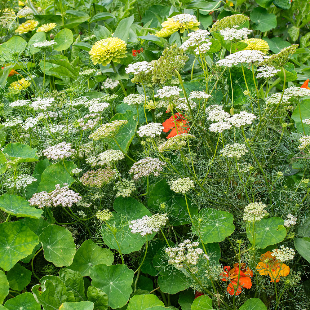 Ammi 'Green Mist'