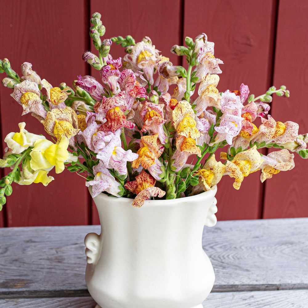 Snapdragon 'Bizarre Mix'
