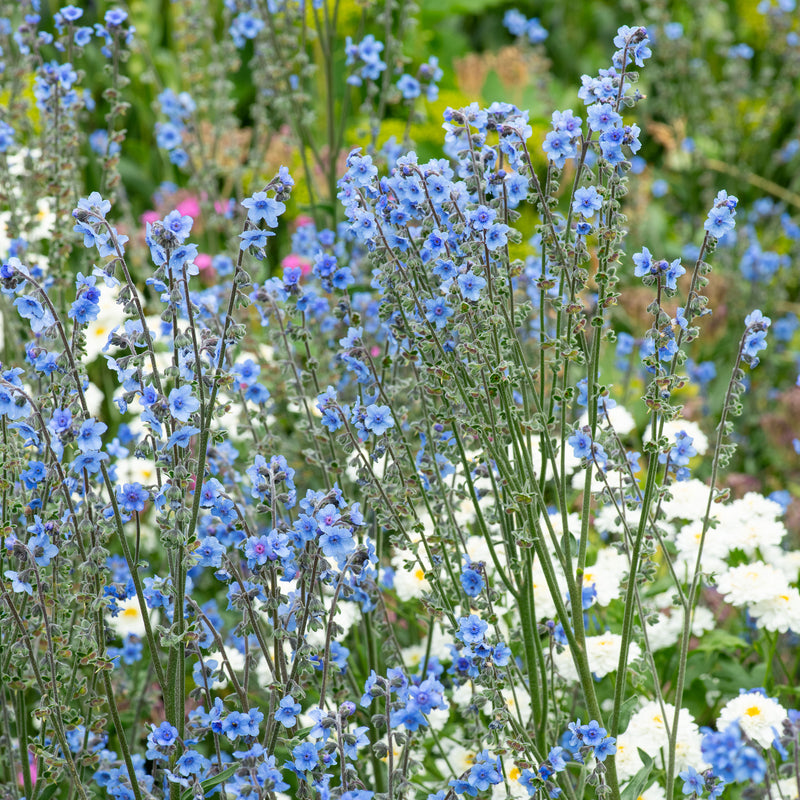 
  



Chinese Forget Me Not 'Firmament'
