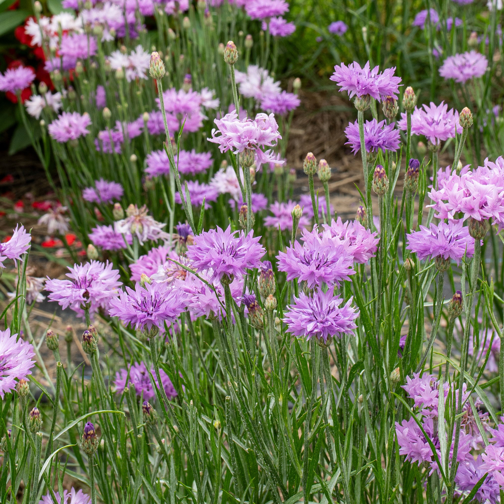 Cornflower 'Lady Mauve'