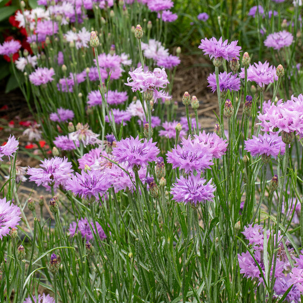 Cornflower 'Lady Mauve'
