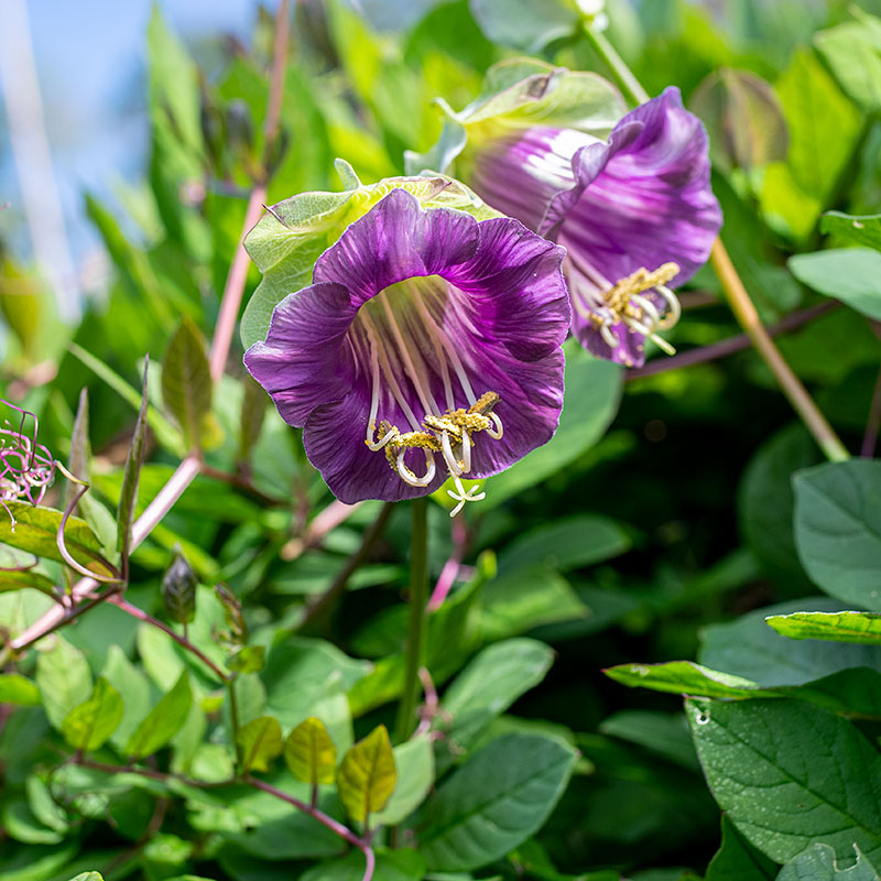 Cup and Saucer Vine