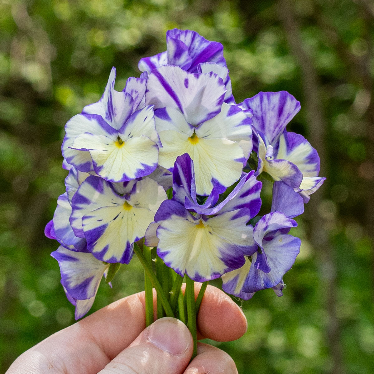 Viola 'Rebecca' - S1