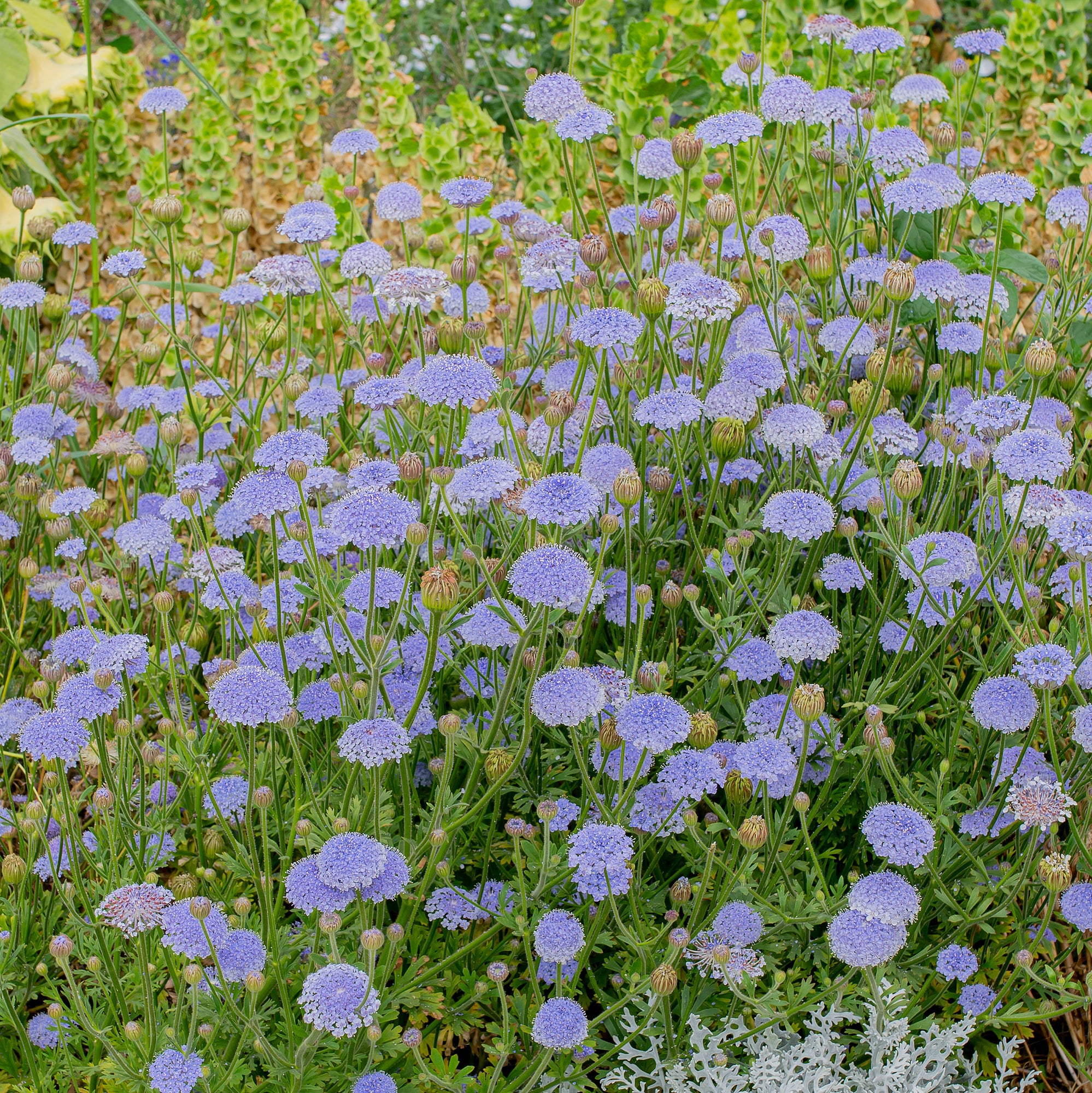 Blue Lace Flower