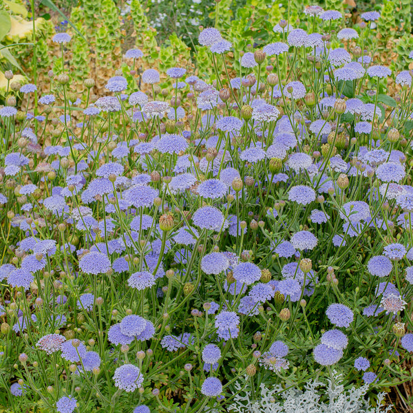 
    



Blue Lace Flower
