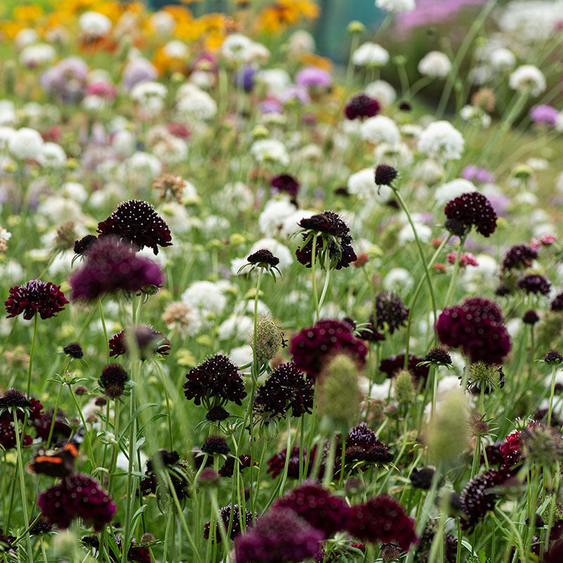 Sweet Scabious 'Black Knight' - S2