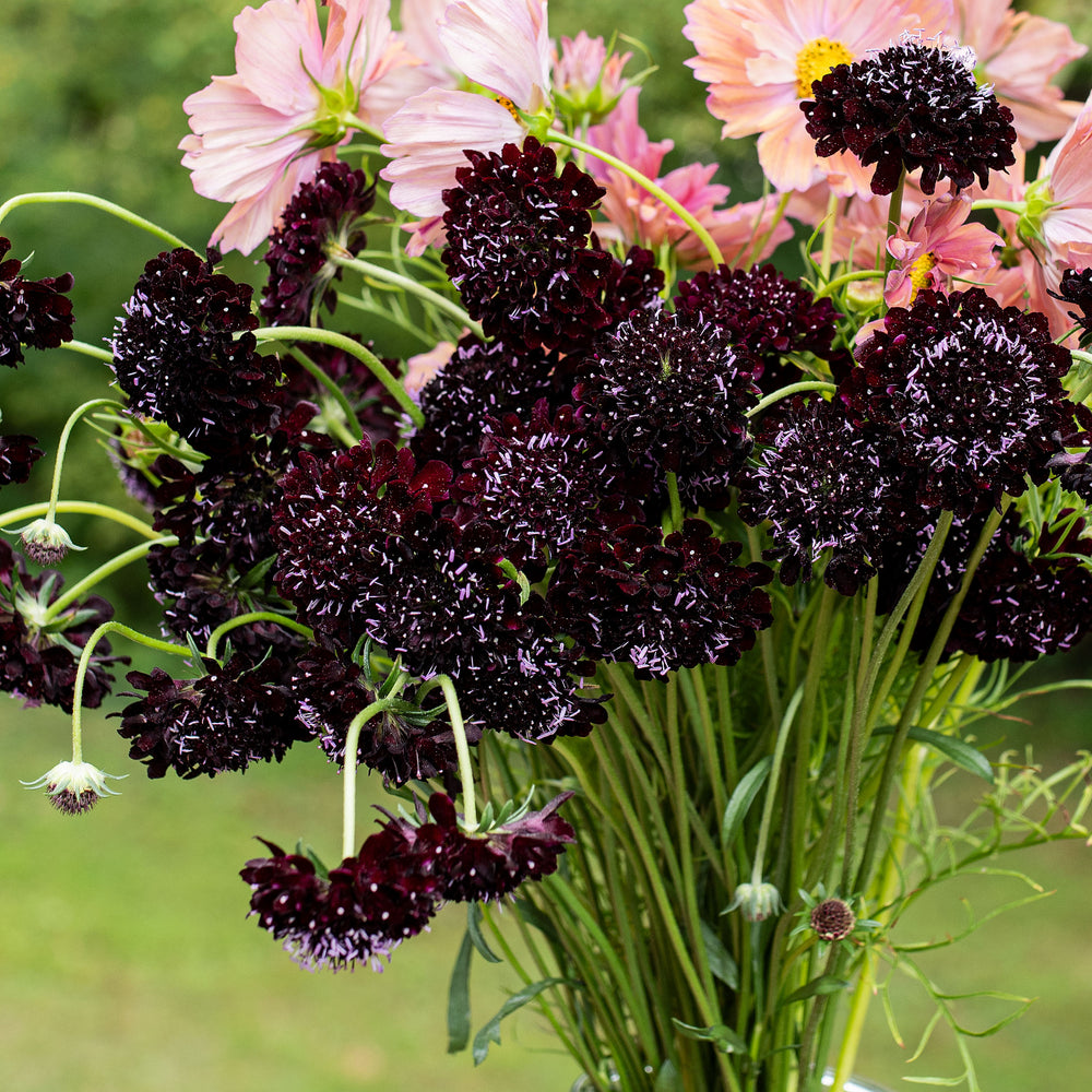 Sweet Scabious 'Black Knight'