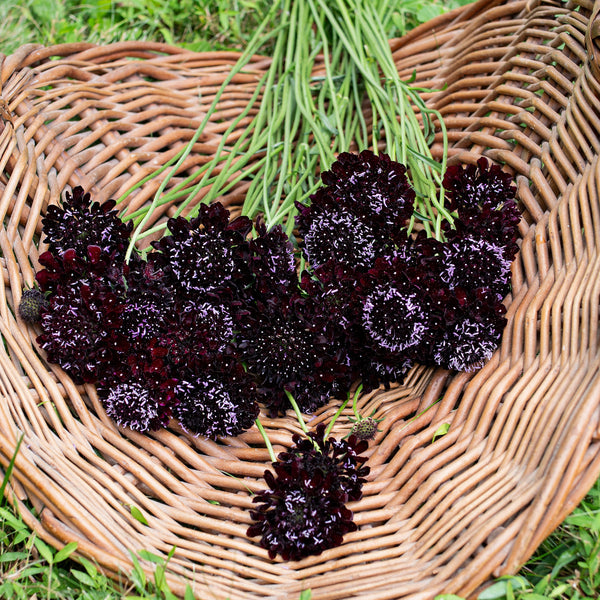 
    



Sweet Scabious 'Black Knight' 
