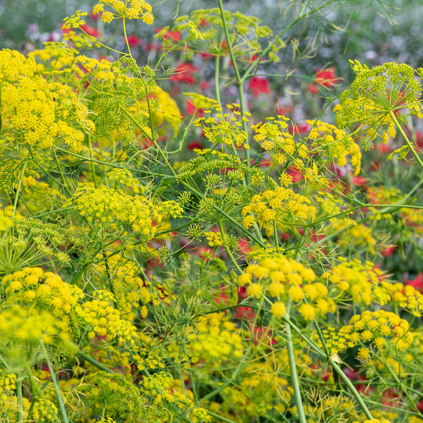 
    



Ridolfia 'Goldspray'
