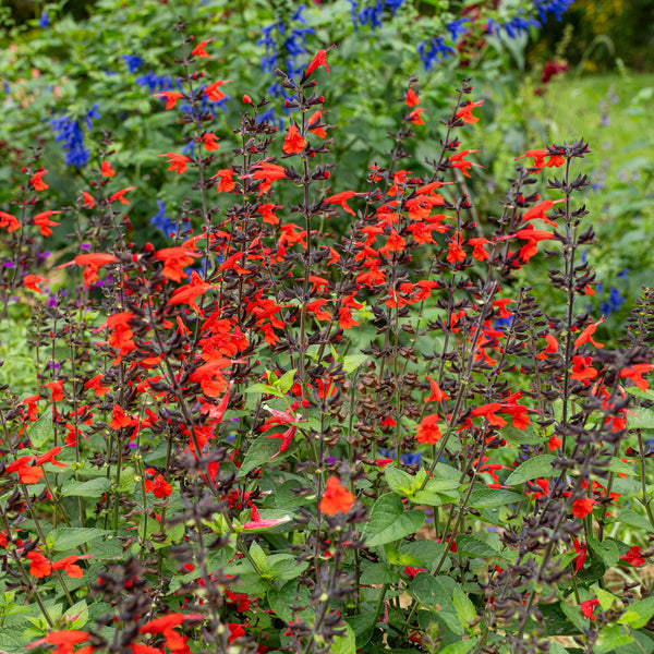 Salvia - Texas Sage Hummingbird™ 'Forest Fire' - S1
