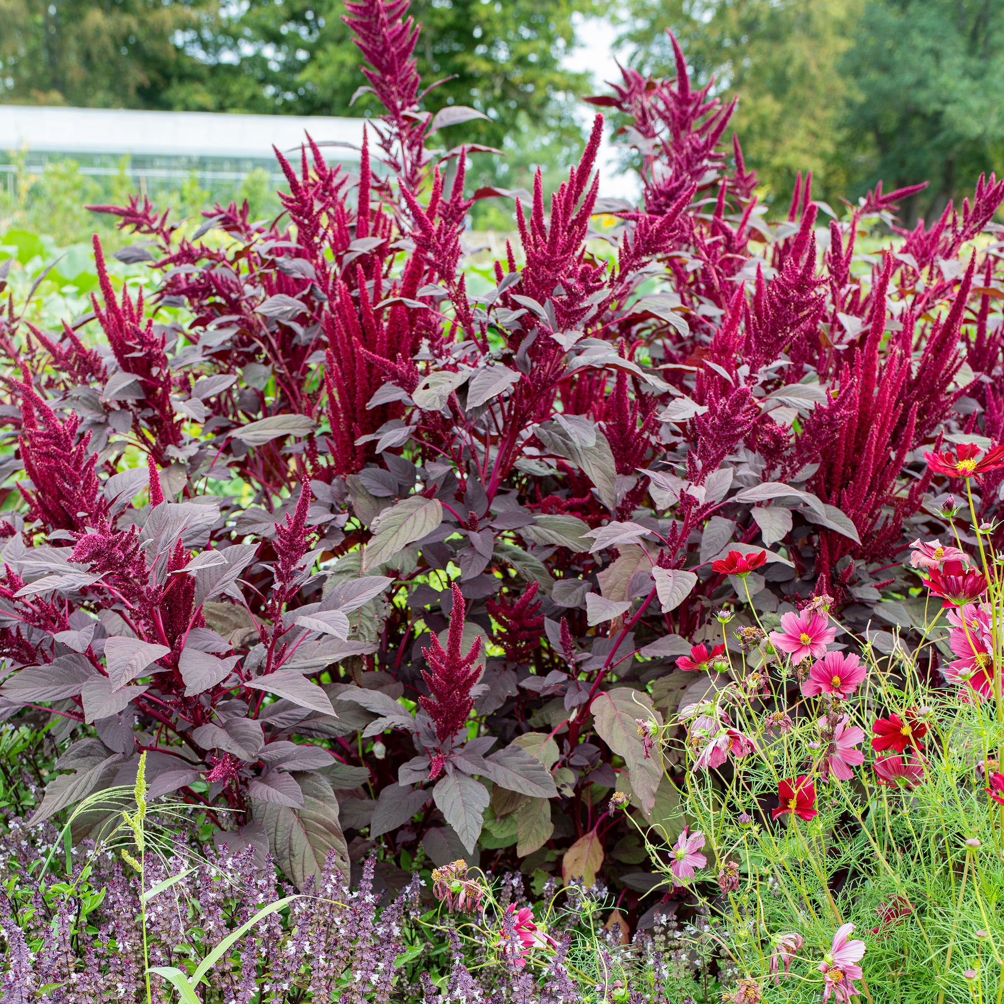 Amaranth 'Velvet Curtains'
