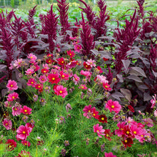 Amaranth 'Velvet Curtains'