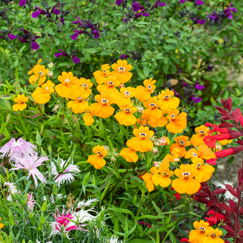 
  



Nemesia 'Prince of Orange'
