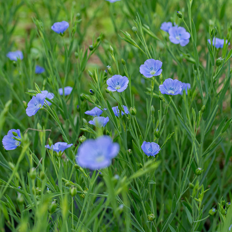 
  



Flax 'Blue Dress'
