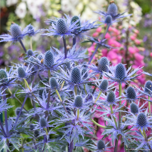 
    



Sea Holly 'Big Blue' 
