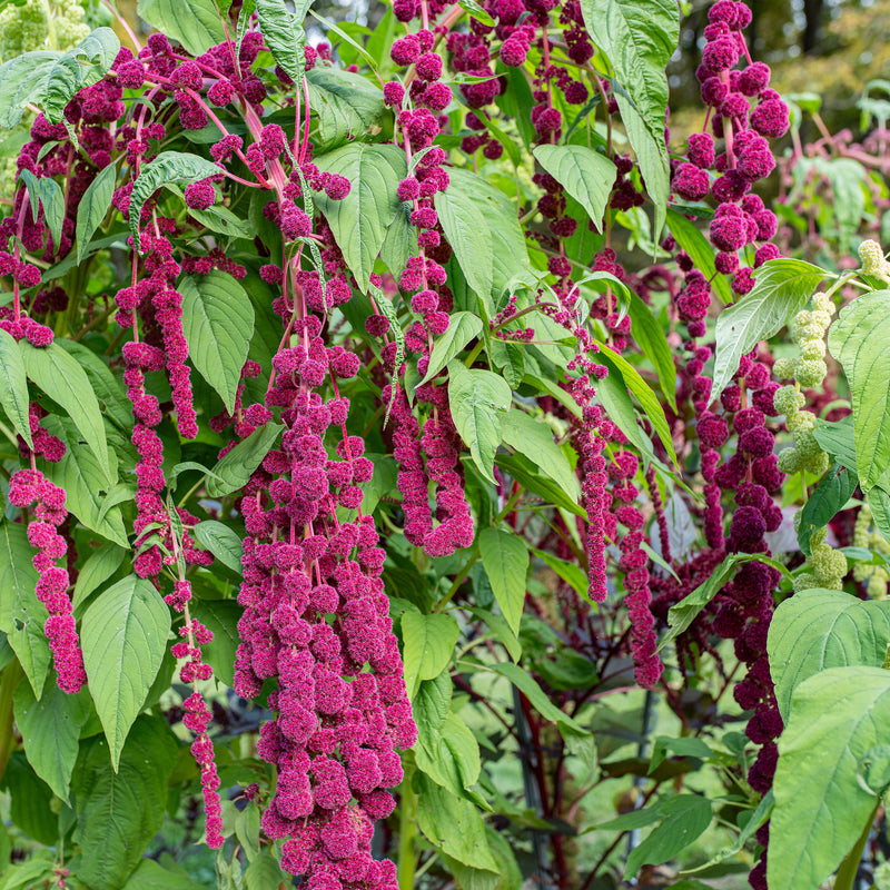
  



Amaranth 'Dreadlocks'
