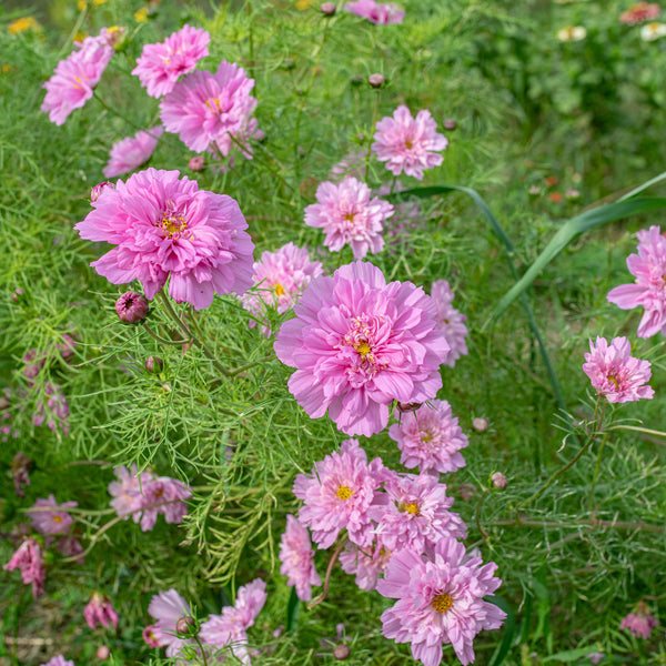 
    



Cosmos 'Rose Bonbon'
