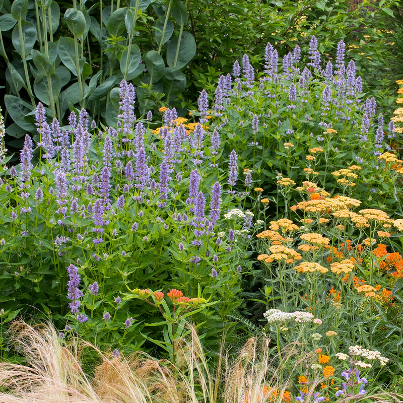 
  



Agastache 'Giant Hyssop'
