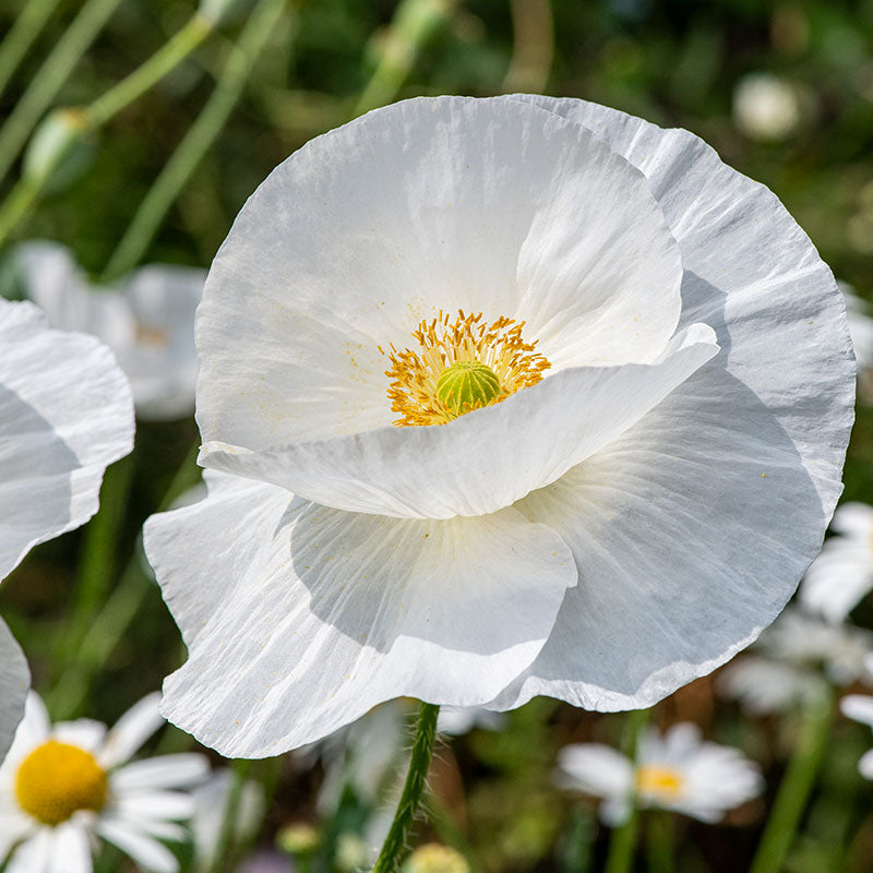 
  



Poppy - Shirley 'Bridal Silk'
