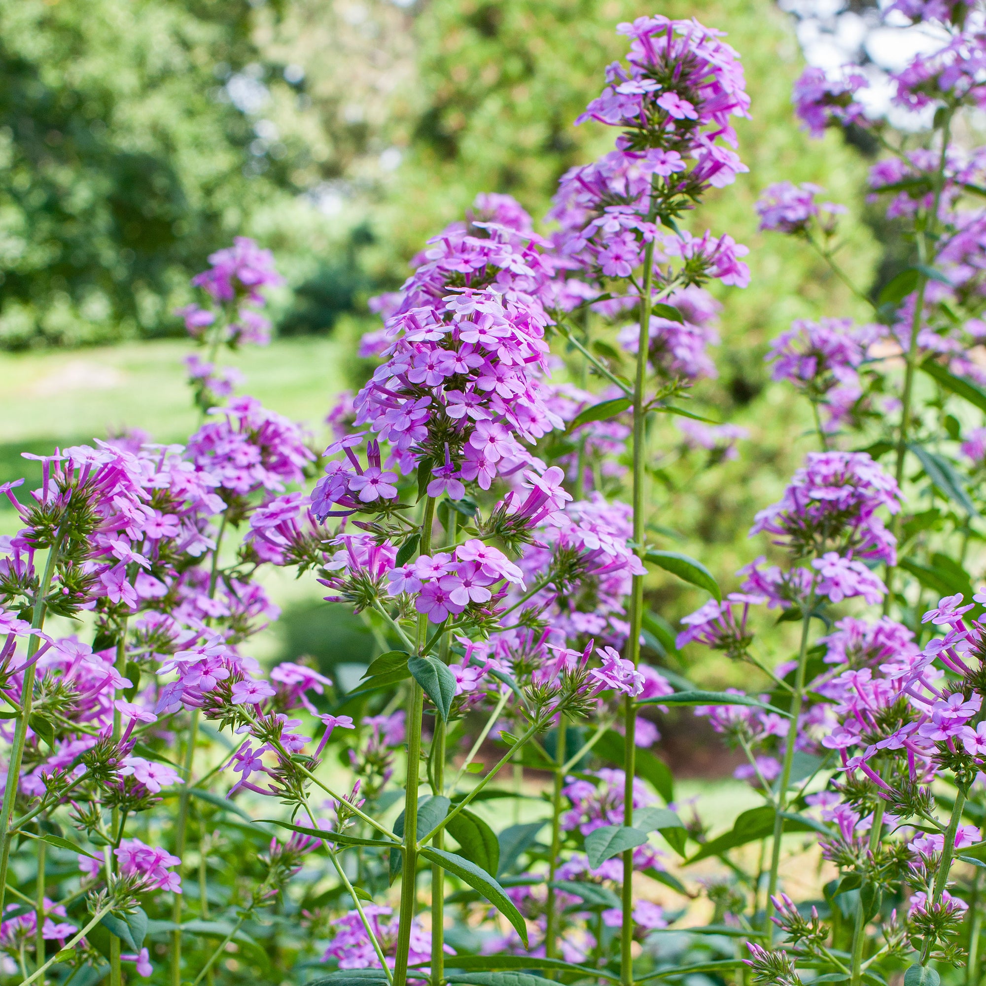 Phlox 'Jeana' - S1