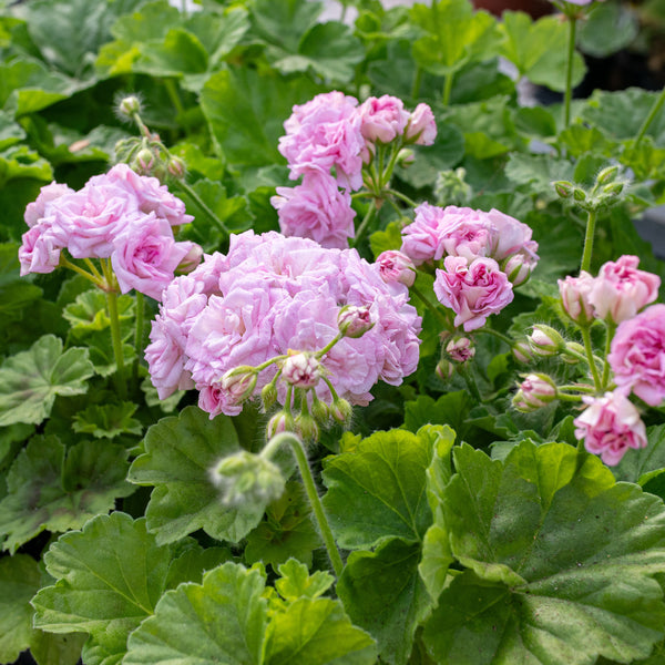 
    



Geranium 'Pink Rosebud' 
