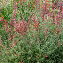 Agastache 'Apache Sunset' - S1