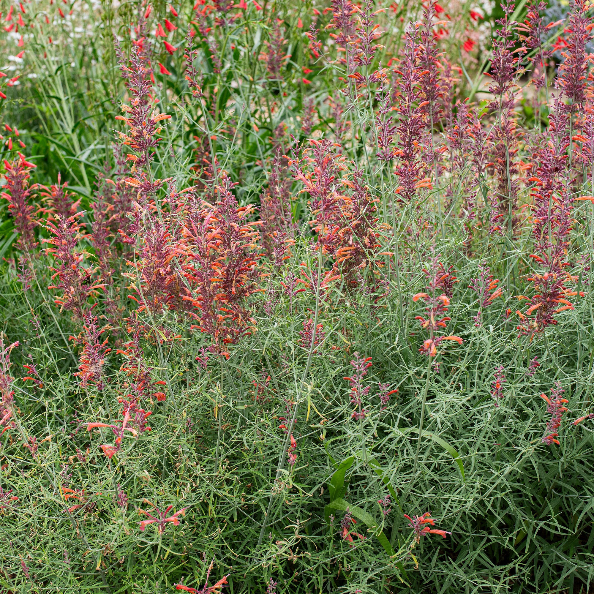 Agastache 'Apache Sunset' - S1