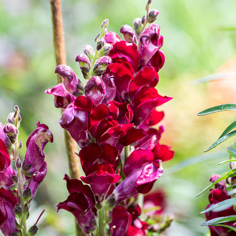 Snapdragon 'Black Prince'