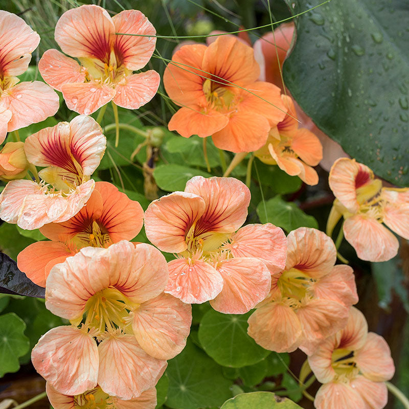 
  



Nasturtium 'Tip Top Apricot'
