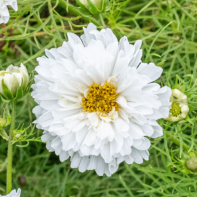 Cosmos 'Snowpuff'