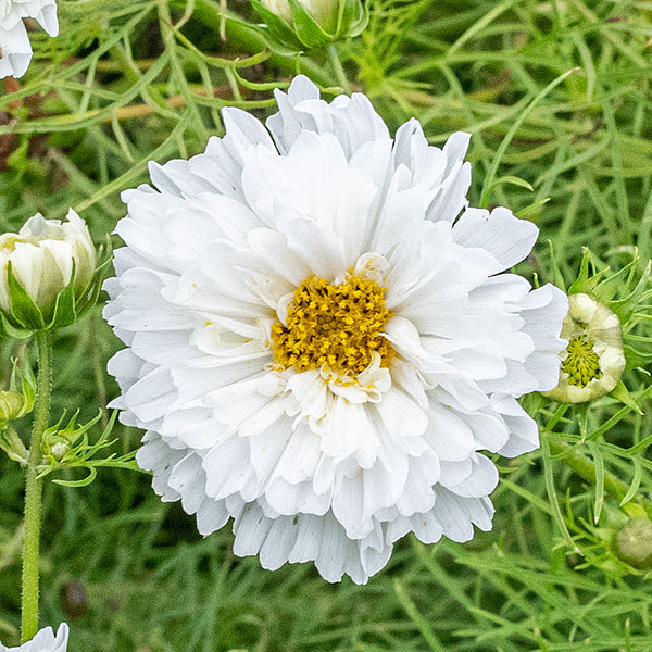 Cosmos 'Snowpuff'