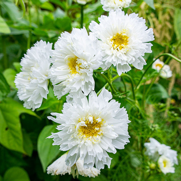 Cosmos 'Snowpuff'