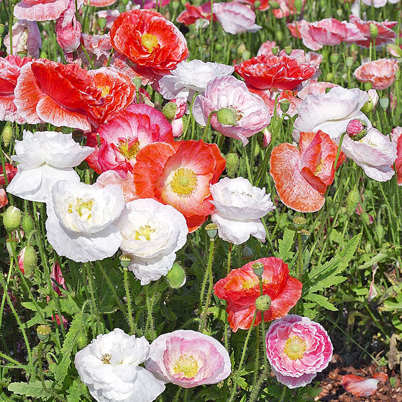 Poppy - Shirley 'Falling in Love'