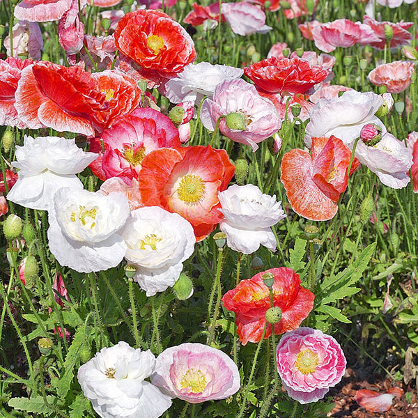Poppy - Shirley 'Falling in Love'