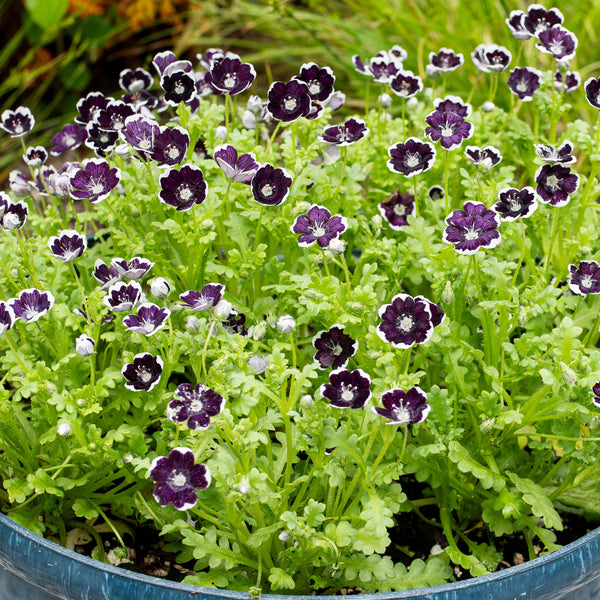 
    



Penny Black
