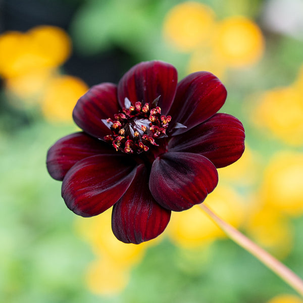 
    



Cosmos 'Chocamocha' 
