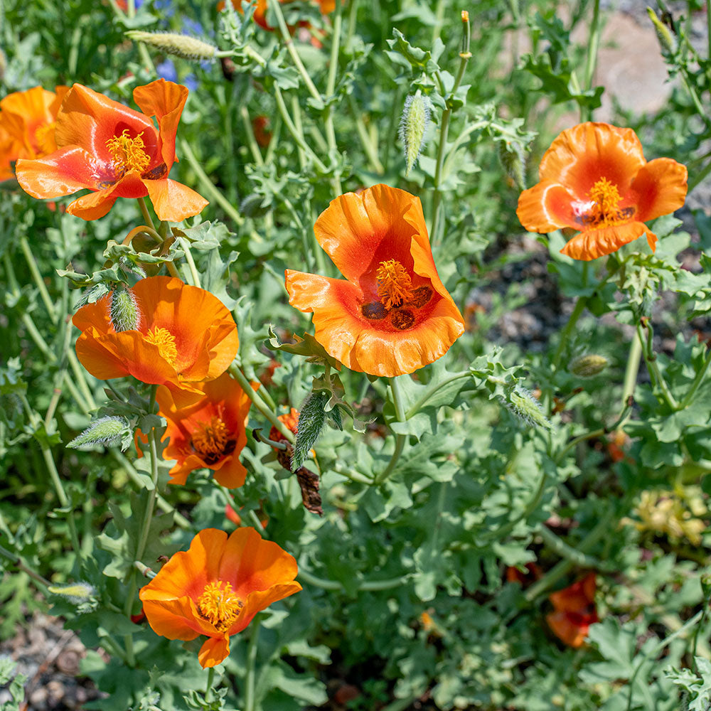Horned Poppy 'Burnt Orange'