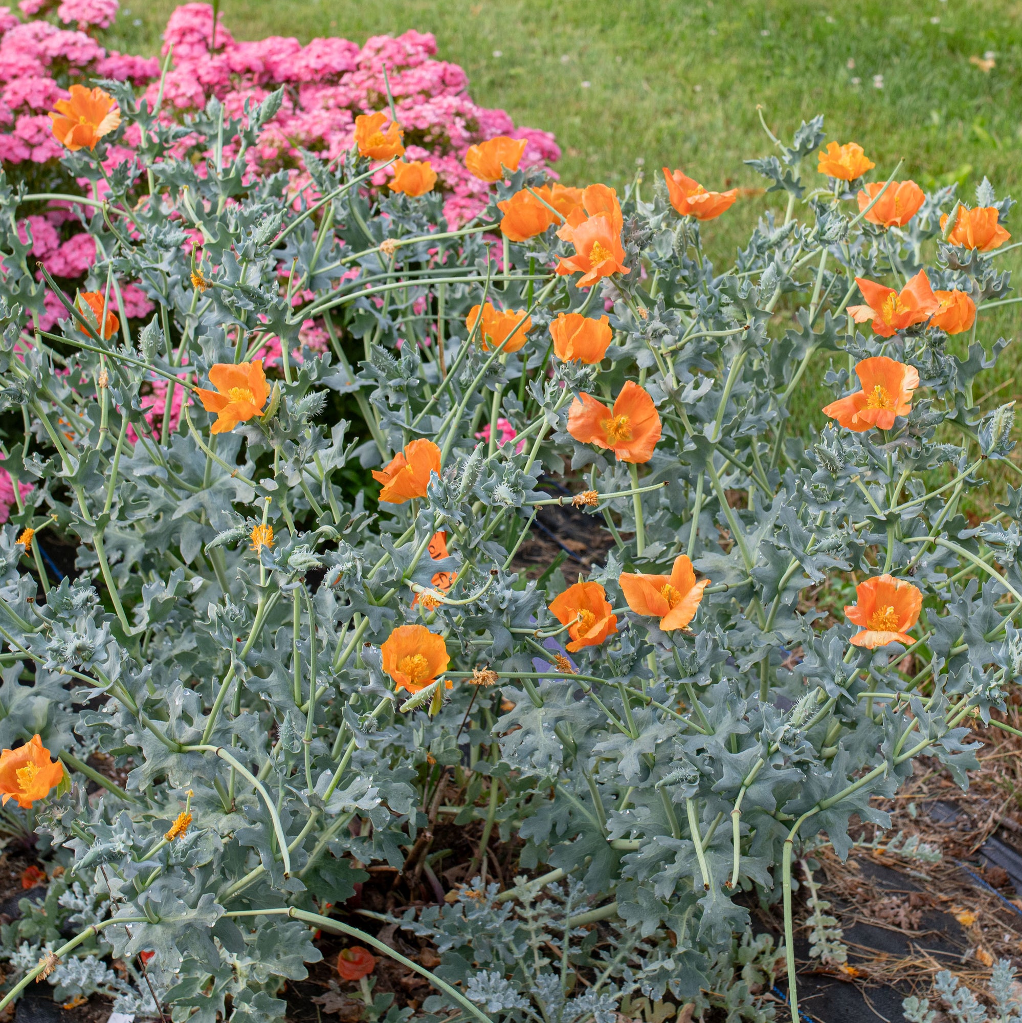 Horned Poppy 'Burnt Orange'