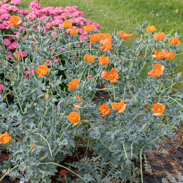 Horned Poppy 'Burnt Orange'