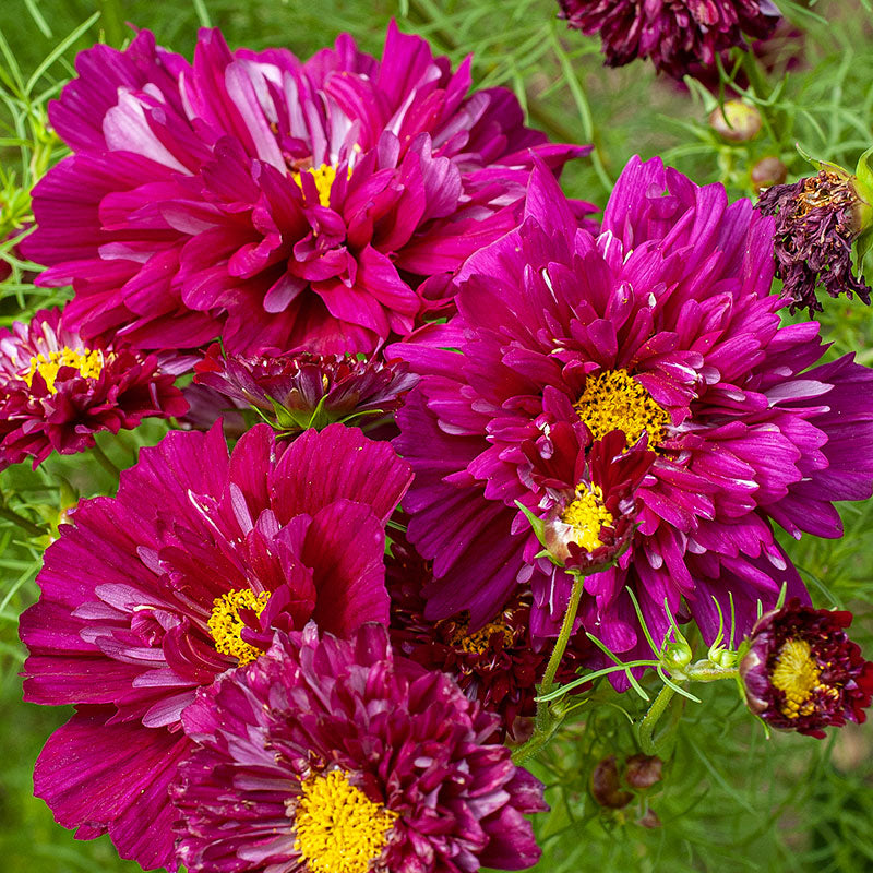 
  



Cosmos 'Cranberries'
