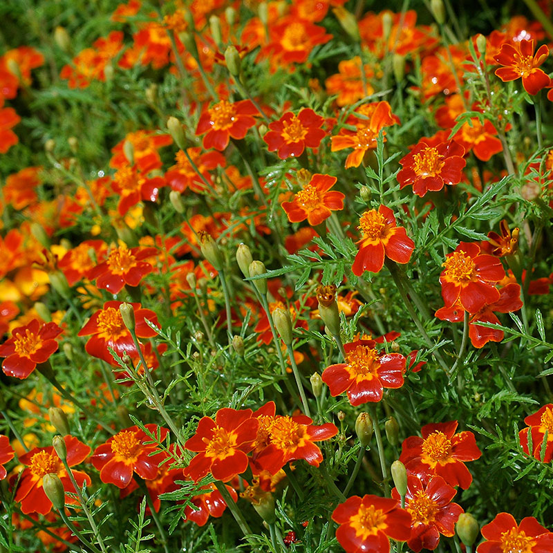 Marigold - Signet 'Paprika'