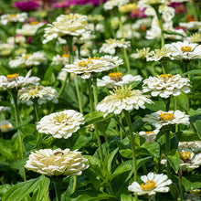 Zinnia 'Polar Bear'
