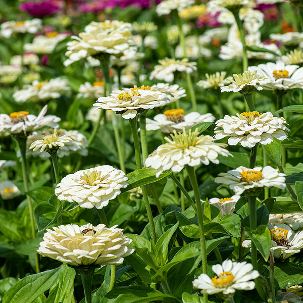 Zinnia 'Polar Bear'