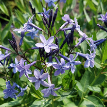 Amsonia 'Blue Ice' - S1