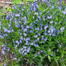Amsonia 'Blue Ice' - S1