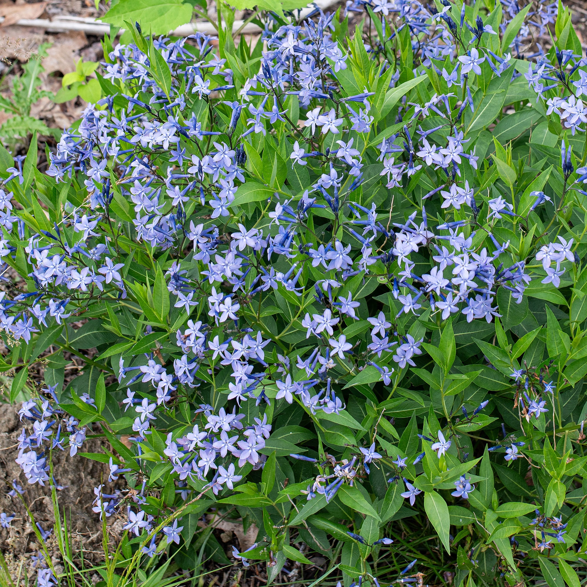 Amsonia 'Blue Ice' - S1