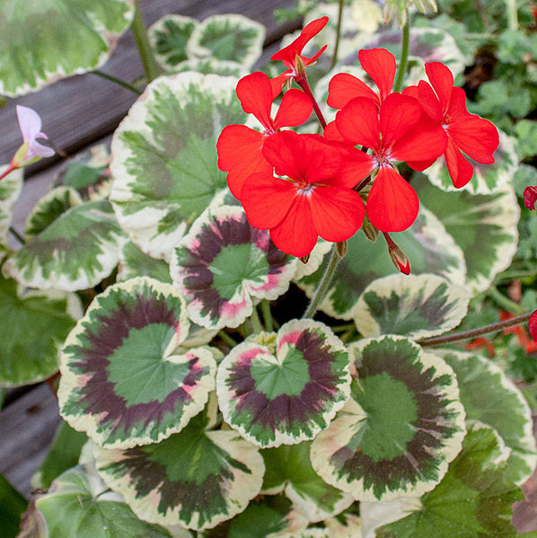 Geranium 'Dolly Varden' - S1