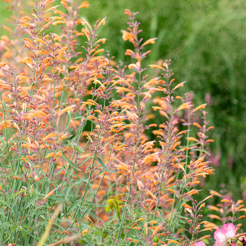 
      



Agastache 'Apache Sunset' 
    