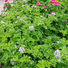 Geranium 'Attar of Roses' - S1