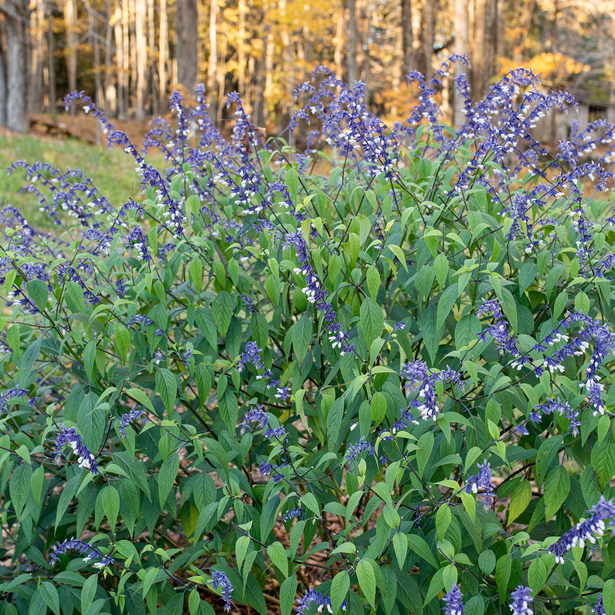 Salvia 'Phyllis Fancy' - S1